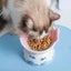 15-degree tilt Cat Ceramic Bowls Carousel 5