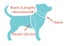 Dog Harness XL Carousel 5