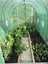 Tunnelhouse Greenhouse 3.5x2M Carousel 4