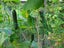 PTN NEW Garden Netting Plant Netting 1.8m x 3.6m Sale Sale Carousel 6