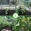 PTN NEW Garden Netting Plant Netting 1.8m x 3.6m Sale Sale Carousel 9