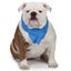 COOL PUP COOLING TOWEL Carousel 4