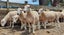 Wiltshire ewe lambs & ewes Carousel 15