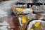 100% HAND MADE WOOD WALL ART Carousel 3