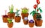 LEGO Icons 10329 Tiny Plants+ Afterpay Carousel 4