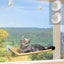 PTN NEW Cat Bed Sale Sale Sale Carousel 5