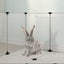 Small Animal Cage Transparent 144x74x46.5 Cm Pp And Steel Tabpix Carousel 6