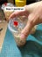 Flightless Fruit Fly Culture - one cup Carousel 10