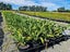 Arthropodium Matapouri Bay x 10 Carousel 1