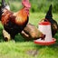 Chicken Feeder Sale NZ Stock Deal Carousel 7