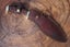 Woodsman Khukuri III Carousel 2