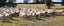 Wiltshire ewe lambs & ewes Carousel 12