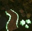 100pc Garden Glow in the Dark Luminous Pebbles for Walkways Plants Fish Tank ... Carousel 11