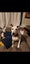 Rescue Puppy Pepper Carousel 4