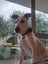 Rescue Puppy Pepper Carousel 5
