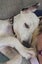 Rescue Puppy Pepper Carousel 6