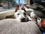 Rescue Puppy Pepper Carousel 7