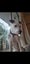 Rescue Puppy Pepper Carousel 10