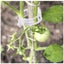 100 PCS Plant Support Clips New Carousel 4