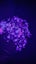 Outdoor Solar Flower String Lights 10m LED Purple (SKU D3) Carousel 4