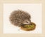Lanarte Cross Stitch Kit - Hedgehog Carousel 1