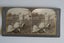 10x Stereoscope card - 3D Photographs 1899-1902 Carousel 2