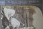 10x Stereoscope card - 3D Photographs 1899-1902 Carousel 3