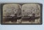 10x Stereoscope card - 3D Photographs 1899-1902 Carousel 5