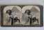10x Stereoscope card - 3D Photographs 1899-1902 Carousel 11