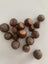 ACORNS. REAL FROM PIN OAK TREE Carousel 2