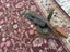 Vintage Brass Paraffin Blow Torch Carousel 6