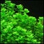 Baby Tears (Bacopa Monnieri) Carousel 2