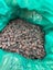 Raw Cacao Beans - Bulk 1 kg / Solomon Island’s Carousel 6