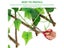 New Garden Screening Expanding Trellis Privacy Screen Hedge Artificial Faux Ivy Carousel 4