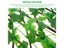 New Garden Screening Expanding Trellis Privacy Screen Hedge Artificial Faux Ivy Carousel 5