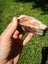 Crazy lace agate small block from mexico Carousel 6