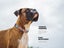 ZEE.DOG COLLAR YACHT! SMALL! Carousel 7