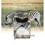 Wildlife Trail Trap Camera Carousel 3