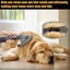 Dog Pet Groom Tool Attachment Compatible with Dyson V7 V8 V10 V11 V12 V15 Carousel 8