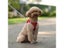 Dog Harness Vest Leash Set Cat Clothes Small Dogs Reflective Breathable Carousel 4