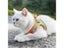 Cat Harness Reflective Pet Harnesses And Leashes Set Adjustable Pet Harness For Carousel 6