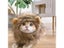 Cat Clothing Carousel 6