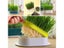 Hydroponic Seedling Tray Creative Cat Snack Catnip Growing Pot Reusable Garden Carousel 2