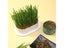 Hydroponic Seedling Tray Creative Cat Snack Catnip Growing Pot Reusable Garden Carousel 4