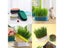 Hydroponic Seedling Tray Creative Cat Snack Catnip Growing Pot Reusable Garden Carousel 6