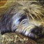 Jane Hollander - Doggie Dreams [COMPACT DISCS] Carousel 1