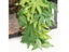 Reptile Plant Plastic Simulation Leaf With Sucker For Aquarium Decoration Carousel 5