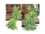 Reptile Plant Plastic Simulation Leaf With Sucker For Aquarium Decoration Carousel 4