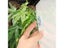 Reptile Plant Plastic Simulation Leaf With Sucker For Aquarium Decoration Carousel 6