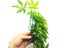 Reptile Plant Plastic Simulation Leaf With Sucker For Aquarium Decoration Carousel 7